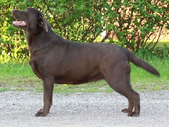 A's Rhubarb Syrup (Lab Treasure's Dario - Countrylove's Camille), ow. Minna Ollas, Markwell Labradors