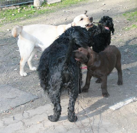 4.5.2008 Rio, Tara, Rico and Rasmus