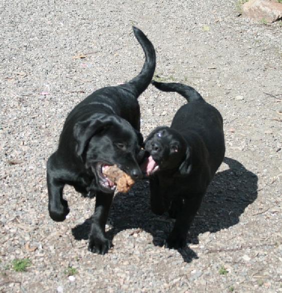 22.6.2008 Pertti and Sputnik