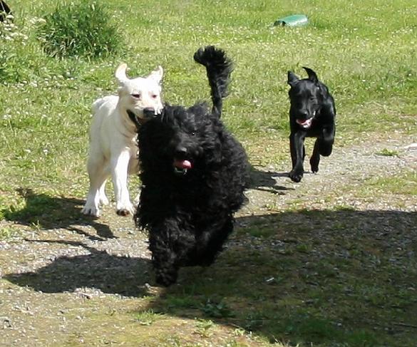 22.6.2008 Rio, Micky and Pertti