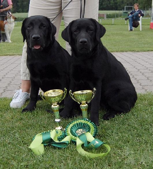 20.7.2008 Pertti (A's Second To None) and Stella (A's Rhapsody) BIS-4-brace