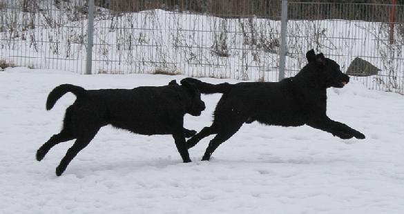 17.3.2009 Sputnik and Pertti