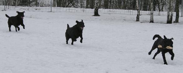 17.3.2009 Martti, Sputnik and Pertti