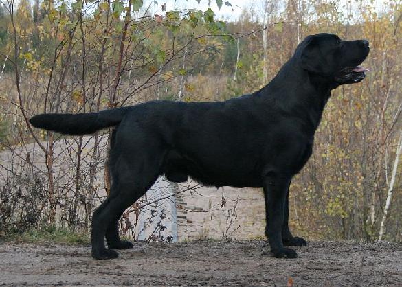 FI RU LV EST CH BALT EST LT LV RU JCH ESTW-09 ESTJW-09 Adventurer's Second To None (dam: Adventurer's Exempli Gratia)