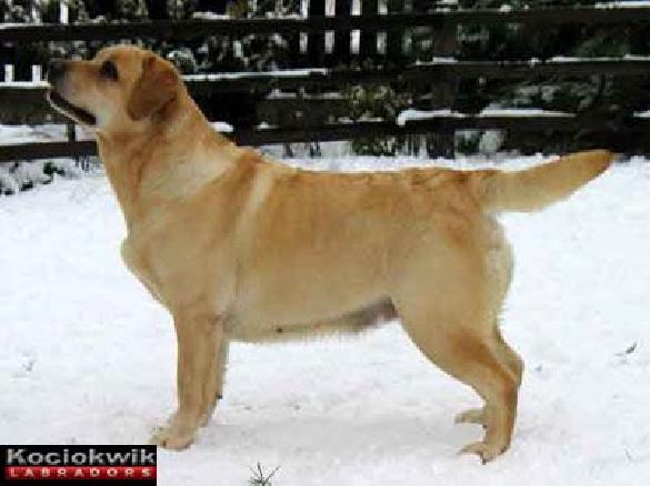 PL CH PL JCH A's Naughty But Nice (Chancellor Merry - Mellows Killing Fantasy), owner: Kociokwik Labradors, Poland