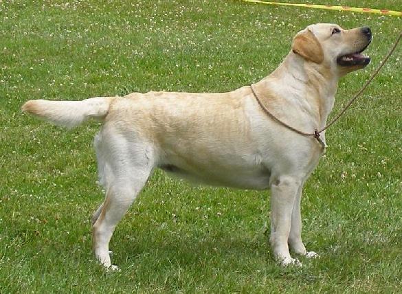 BALT, EE, LT, LV JCH BALTJW-09 A's Vitis Labrusca (A's Taittinger - Tawastway's Ain't No Saint), owner: kennel Perfect Sweet Dream, Estonia