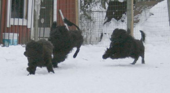 7.2.2010 Neela, Rico and Rio