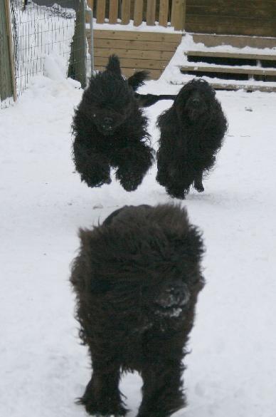 7.2.2010 Neela, Rico and Rio