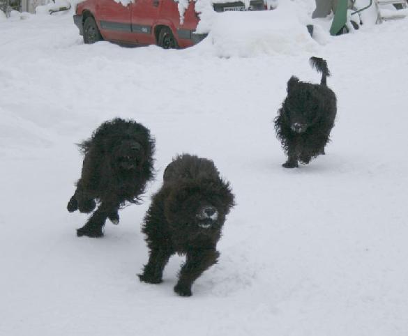 7.2.2010 Rico, Neela and Rio