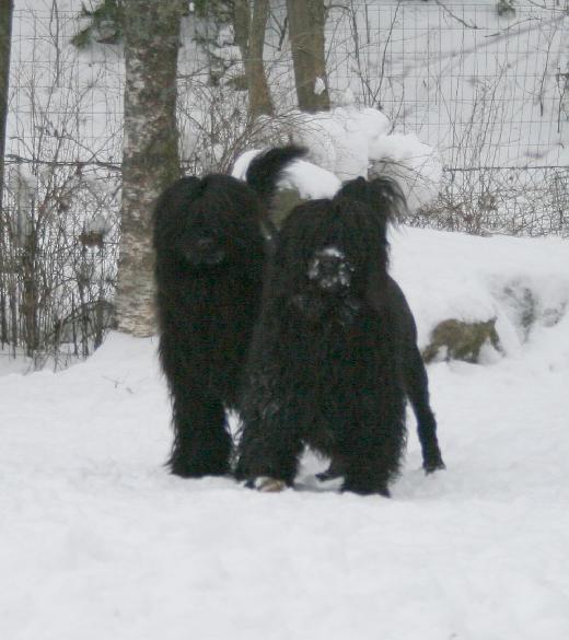 7.2.2010 Rico and Rio